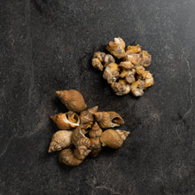 Load image into Gallery viewer, Whelks - Fish To Your Door