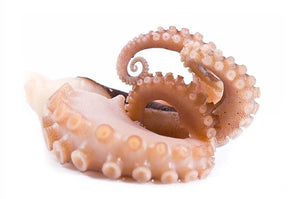 Portuguese Octopus