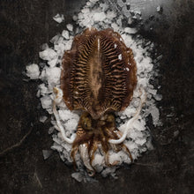 Load image into Gallery viewer, Cuttlefish - Fish To Your Door
