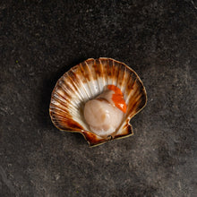 Load image into Gallery viewer, King Scallops - Fish To Your Door
