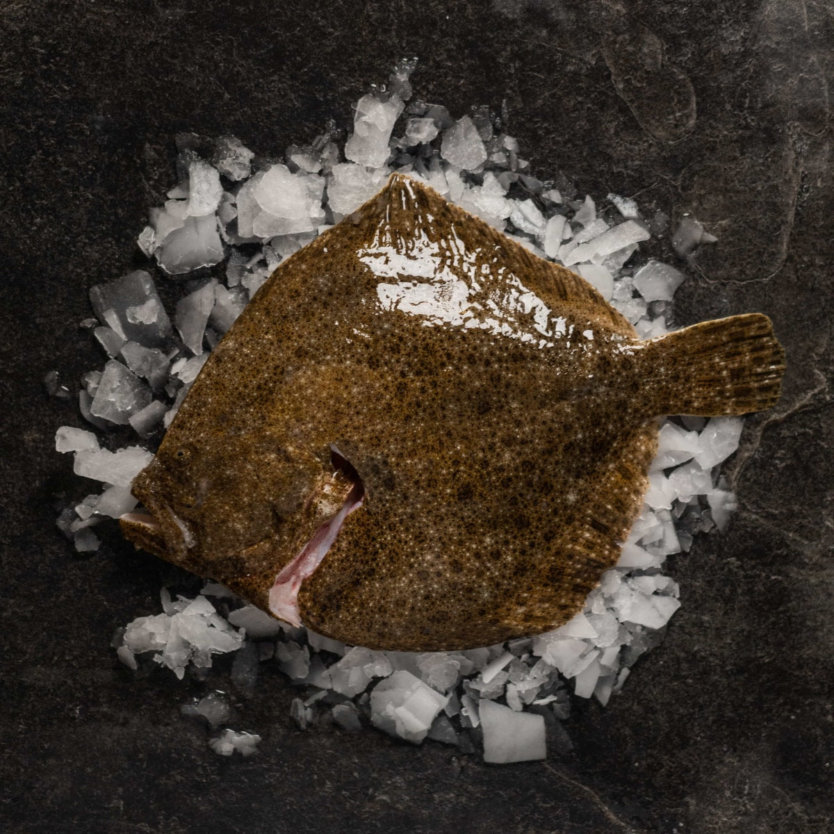Whole Turbot – MCB Fish Shop