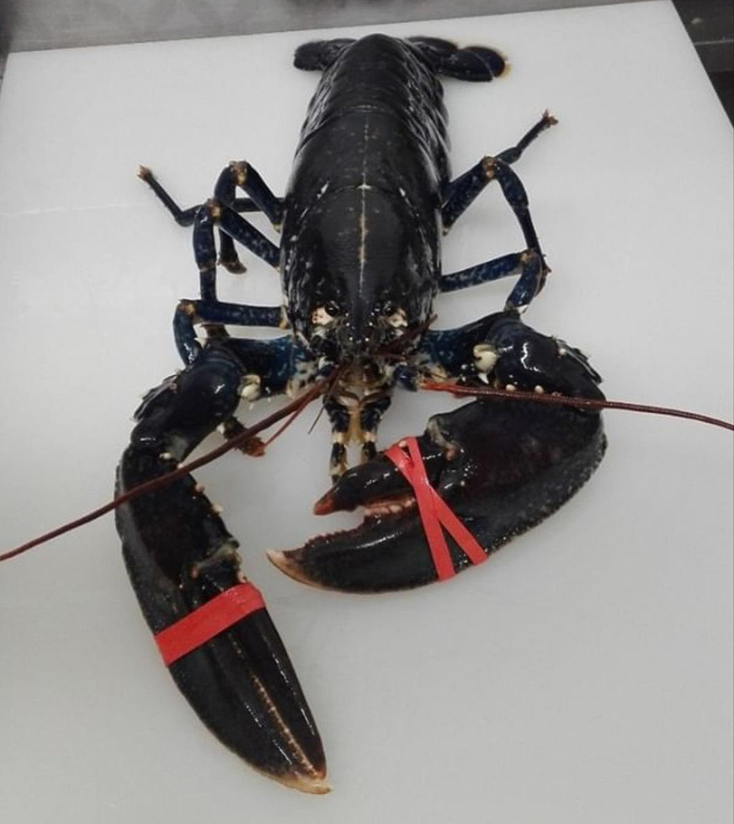 Lobster : Native